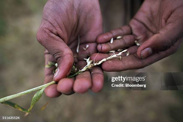 Farmer holds grains for a photograph in the village of Sakara in Lalitpur district, Madhya Pradesh, India, on Saturday, February 9, 2016. Rising...