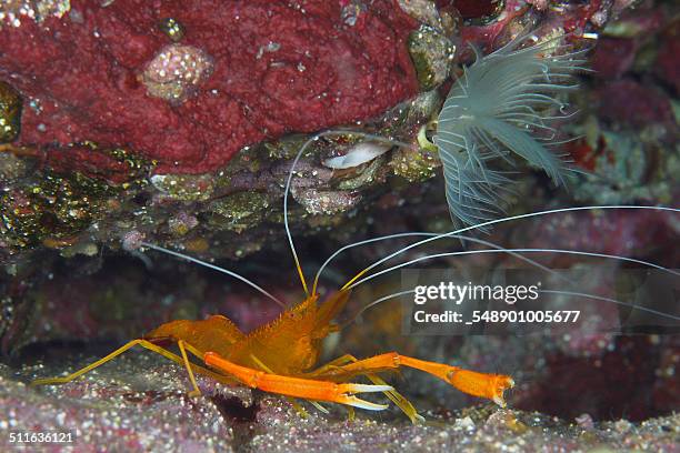 Cleaner Fish Stock Fish Cleaner Shrimp Photos and Premium High Res Pictures - Getty Images