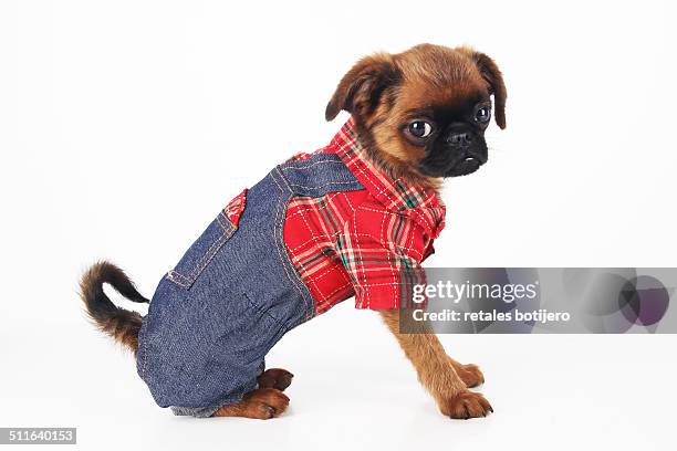 Brussels Griffon Pants Brussels Griffon Pants