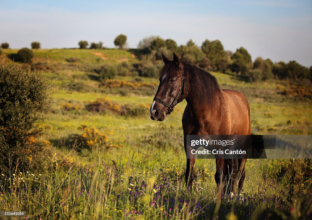 Horse eating grass in a field