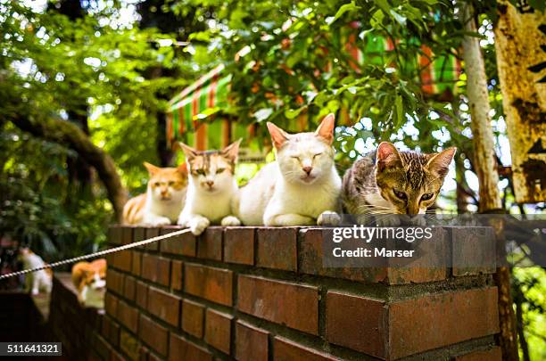 cats on the brick wall - middelgrote groep dieren stockfoto's en -beelden