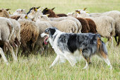 Border collie dog herding a flock of sheep