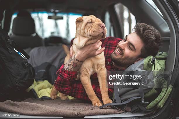 giocano insieme - shar pei foto e immagini stock