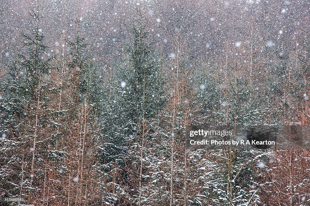 Snow Falling In Forest High-Res Stock Photo - Getty Images