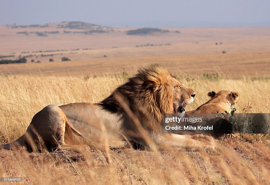 King of the African grasslands