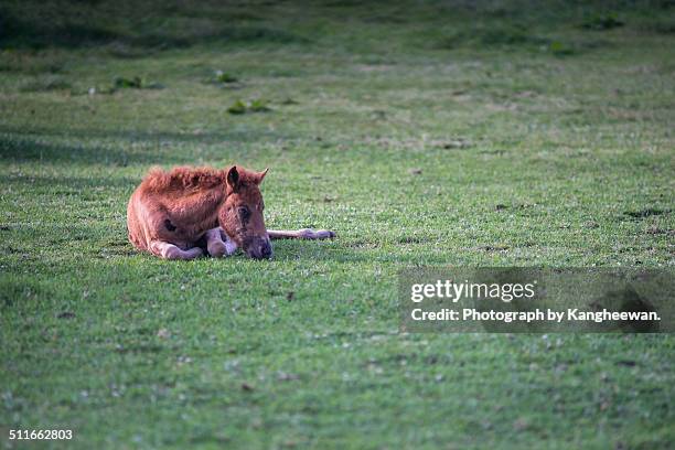 horse - jeju horse stock pictures, royalty-free photos & images