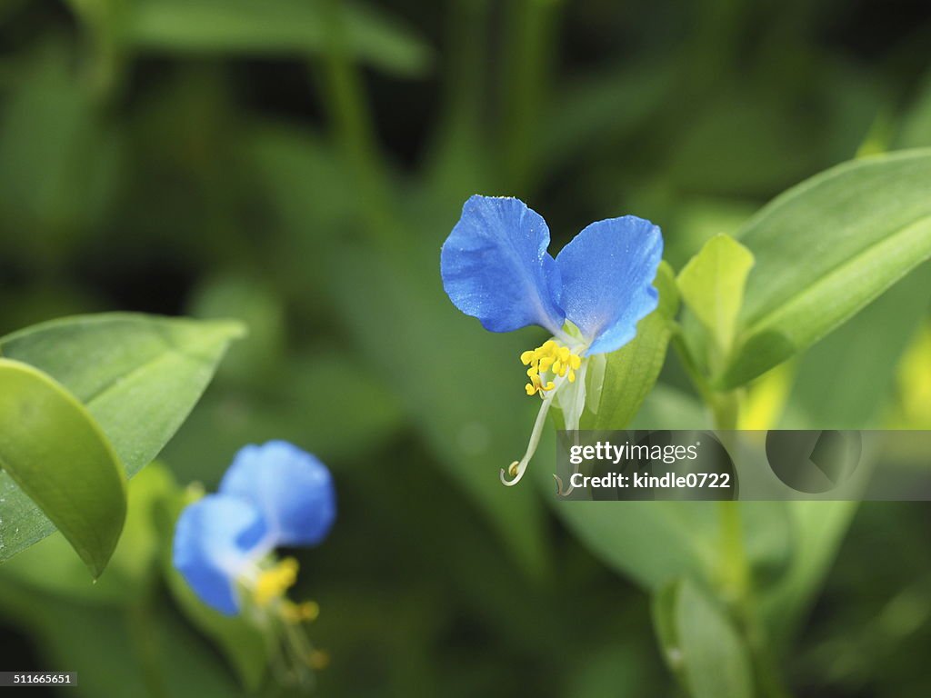 Dayflower