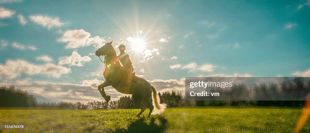 Horseback rider rearing up her horse on a meadow