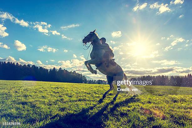 femme sur un élevage du cheval blanc - se cabrer photos et images de collection