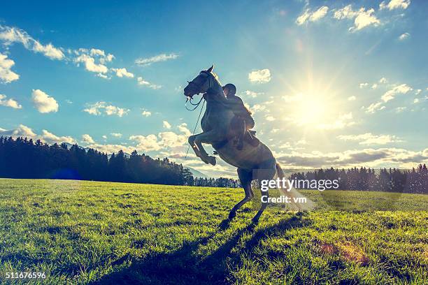 woman on a rearing white horse - rearing up stock pictures, royalty-free photos & images