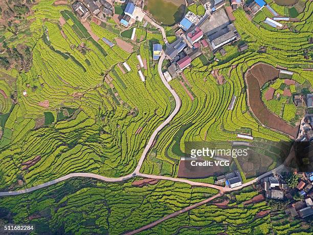 Aerial view image shows rapeseed blooming in Zhongdu Town of Pingshan Coubnty on February 18, 2016 in Yibin, Sichuan Province of China. The rapeseed...