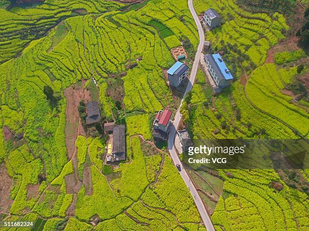 Aerial view image shows rapeseed blooming in Zhongdu Town of Pingshan Coubnty on February 18, 2016 in Yibin, Sichuan Province of China. The rapeseed...