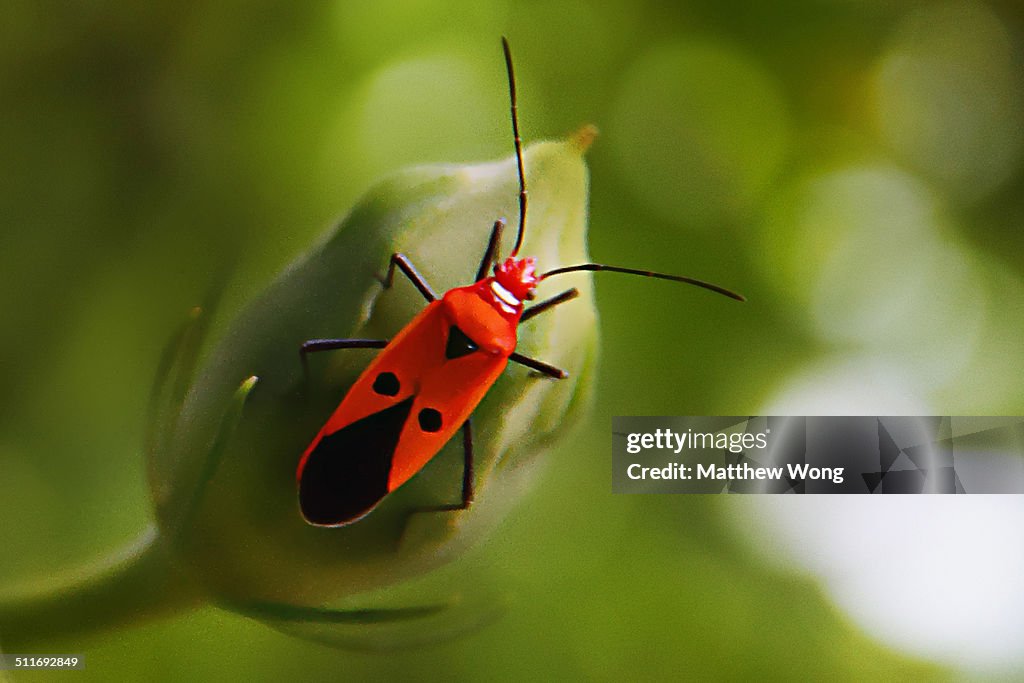 Insect