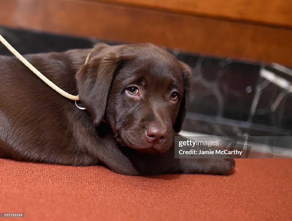 American Kennel Club Presents The Nation's Most Popular Breeds Of 2015