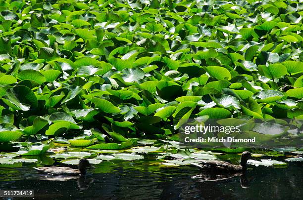 beacon hill park lily pond, victoria - beacon hill park stock pictures, royalty-free photos & images