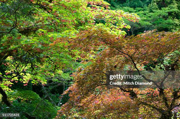 colorful trees of vancouver island - beacon hill park stock pictures, royalty-free photos & images