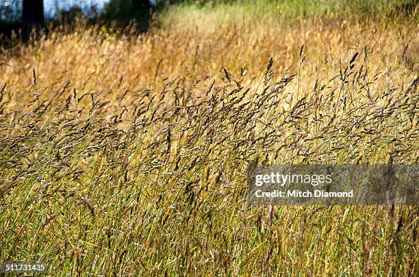 wild grass - beacon hill park stock pictures, royalty-free photos & images