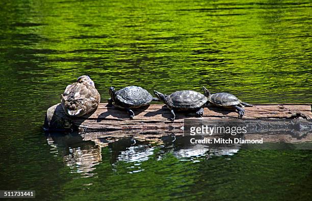 turtles resting on a log - beacon hill park stock pictures, royalty-free photos & images