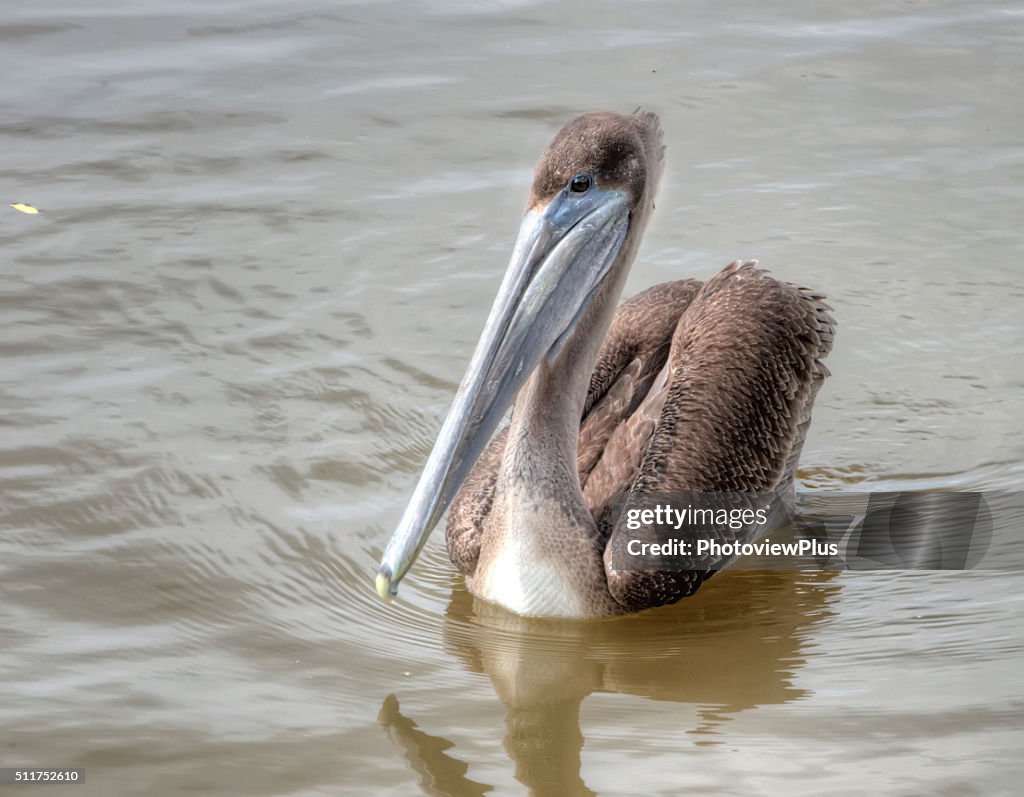Yound Brown Pelican