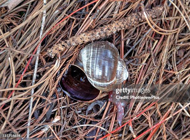 giant african land snail shell - caracol gigante africano fotografías e imágenes de stock