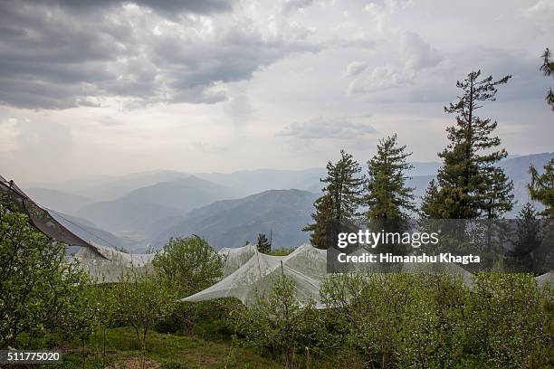 apple blossom in himachal - himachal pradesh apple stock pictures, royalty-free photos & images