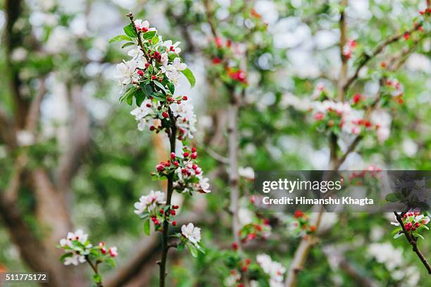 apple blossom in himachal - himachal pradesh apple stock pictures, royalty-free photos & images