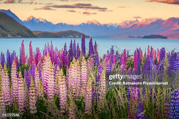 beautiful lupines field over lake tekapo - tékapo fotografías e imágenes de stock