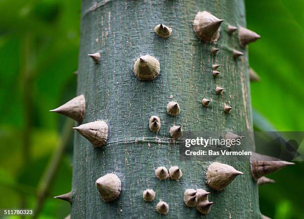 spikey tree - tree with thorns on trunk stockfoto's en -beelden