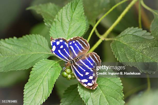 blue wave butterfly on green leaves - bornholm stock pictures, royalty-free photos & images
