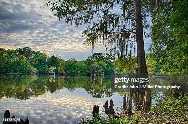 sunset in the swamp - jackson stockfoto's en -beelden