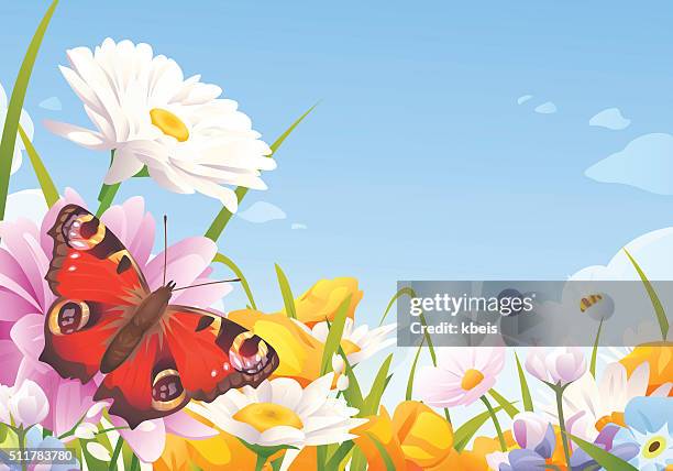 peacock butterfly on a summer meadow - single flower in field stock illustrations