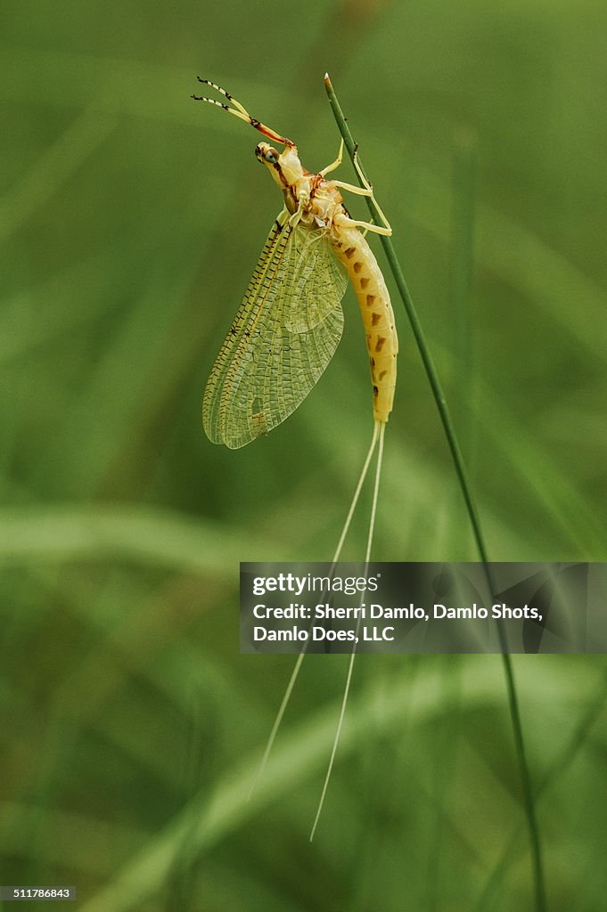 Yellow mayfly