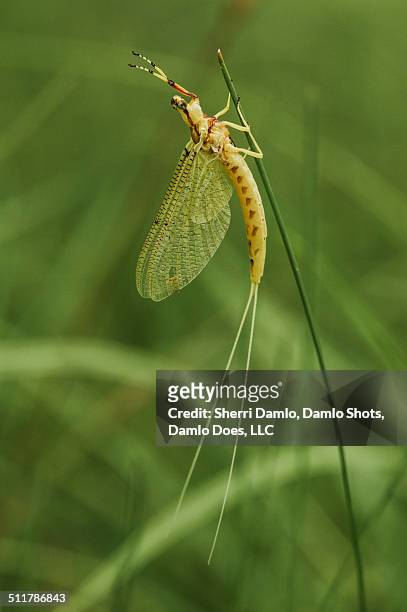 yellow mayfly - damlo does stock pictures, royalty-free photos & images