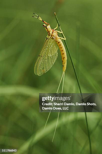 yellow mayfly - damlo does bildbanksfoton och bilder