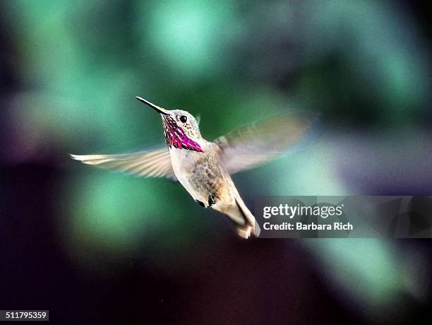 whimsical male calliope hummingbird in flight - calliope hummingbird stock pictures, royalty-free photos & images