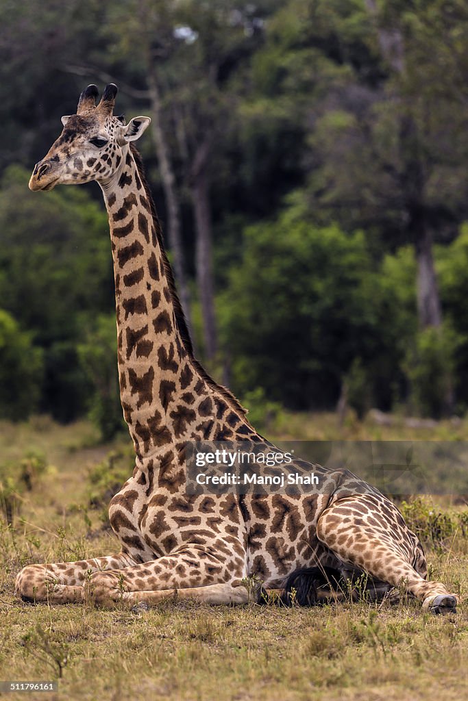 When tired, giraffes do sit down to rest