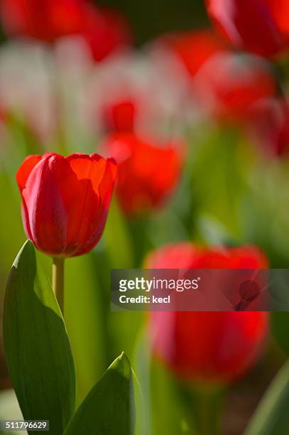 tulips - african tulip tree stock pictures, royalty-free photos & images