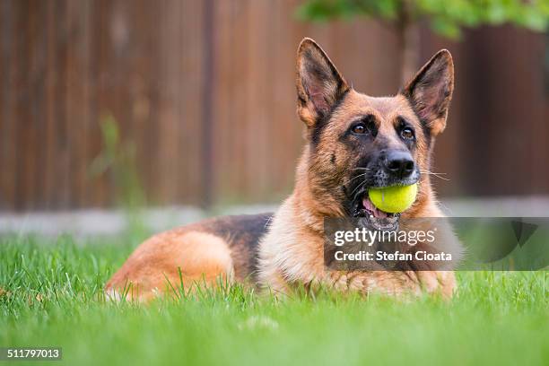 new balls please - duitse herder stockfoto's en -beelden