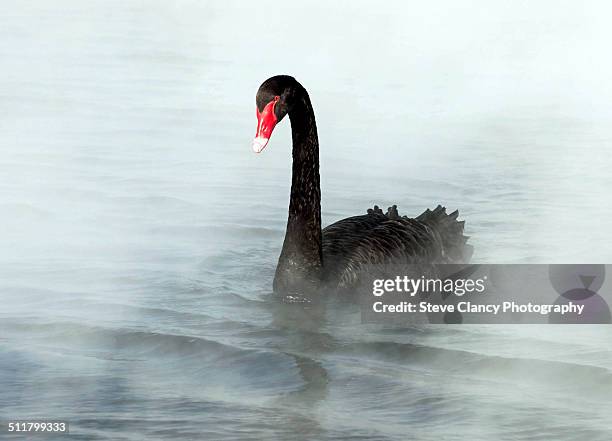 emerging from the mist - black swans stock pictures, royalty-free photos & images