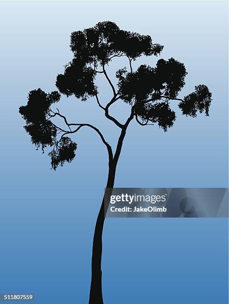 tree silhouette - eucalyptus stock illustrations