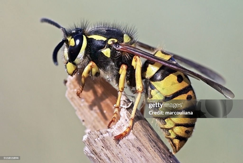Europesn wasp Vespula germanica