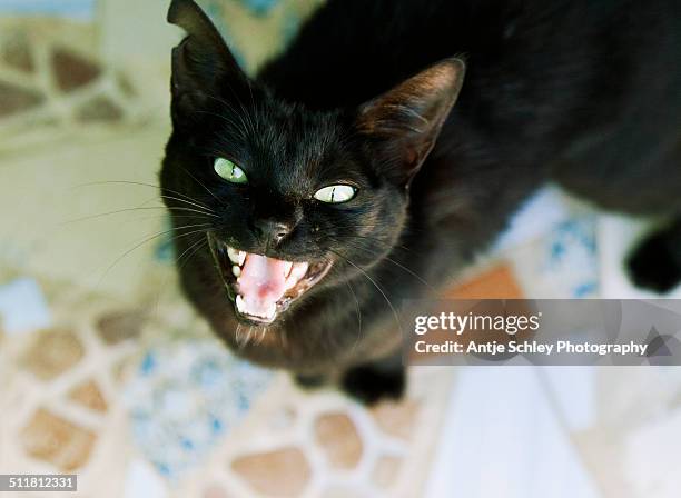 meow - meowing stock pictures, royalty-free photos & images