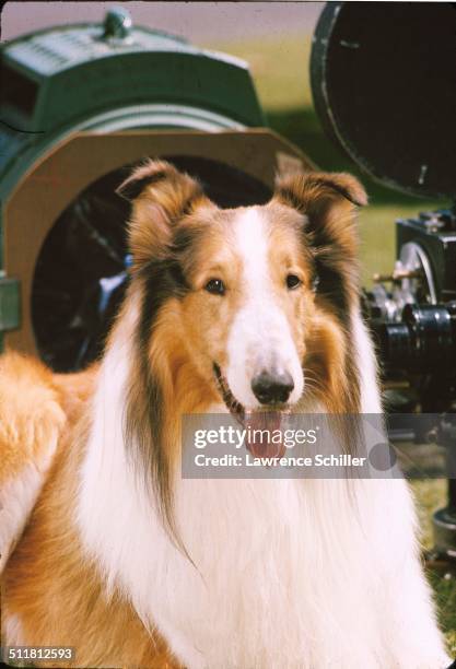 18 Rough Collie Lassie Stock Photos, High-Res Pictures, and Images ...