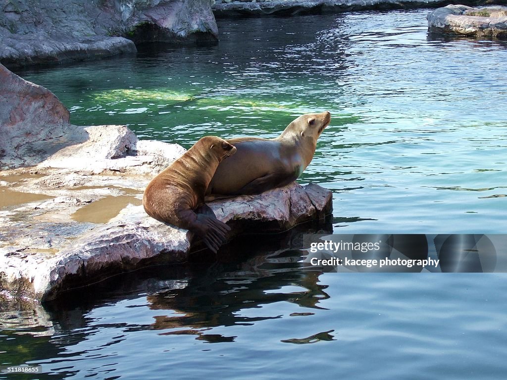 Two seals on a rock