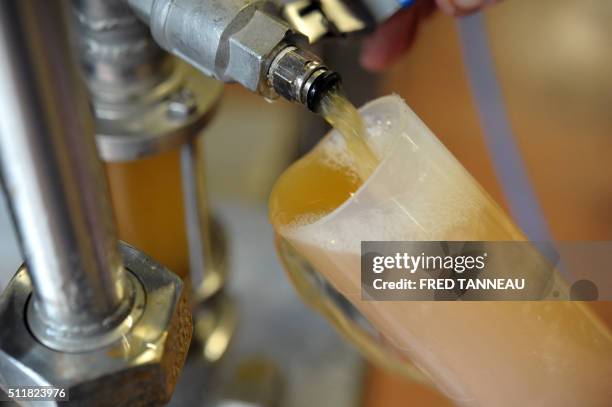 French brewer Nicolas le Gall takes a sample of liquid to check the density on February 22, 2016 in the Coreff brewery based in Carhaix-Plouguer,...