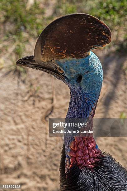 Cassowary, Casuarius, is a flightless bird related to the emu and the second heaviest bird after its ostrich cousin. Female cassowaries are larger...