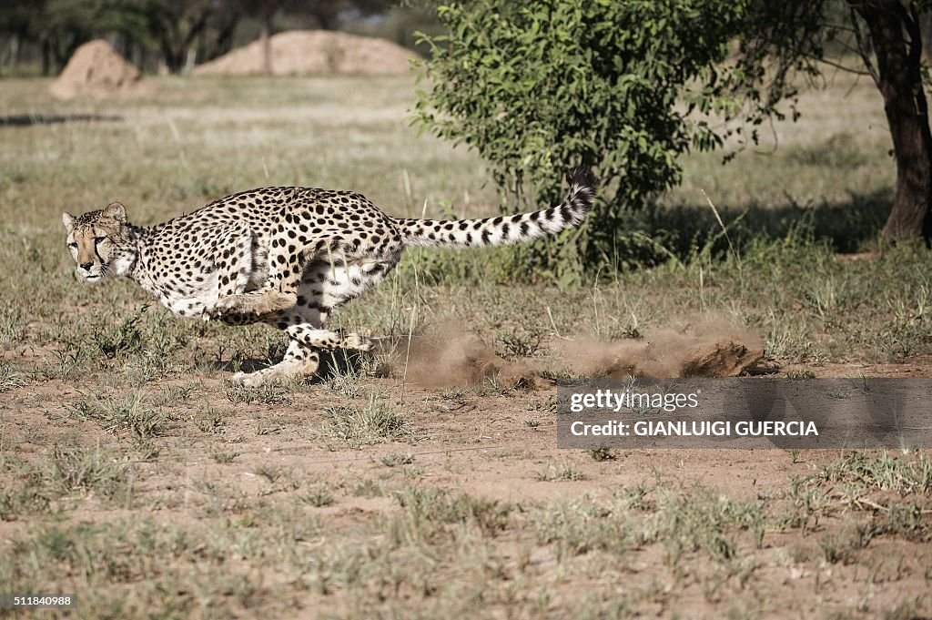 NAMIBIA-CONSERVATION-WILDLIFE-CHEETAH