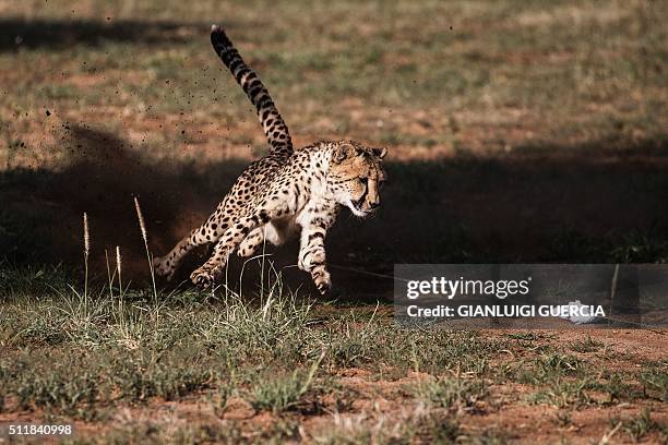 Captive cheetah performs a mock run, to keep up with the hunting instinct, in an enclosure at the Cheetah Conservation Fund in Otjiwarongo, Namibia,...