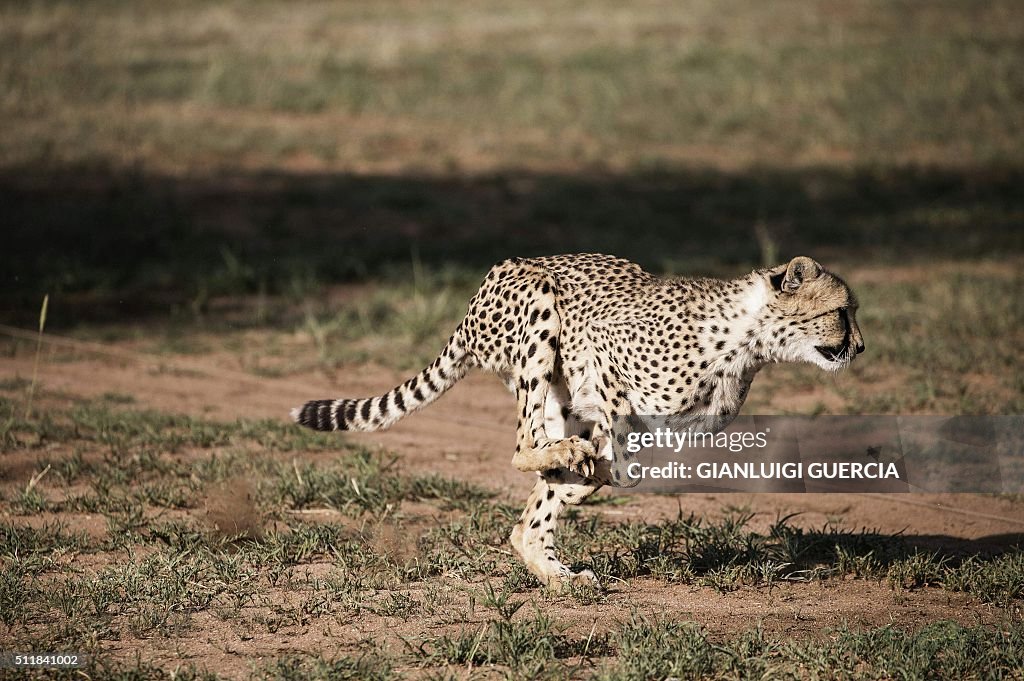 NAMIBIA-CONSERVATION-WILDLIFE-CHEETAH