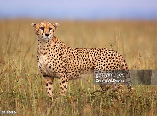 cheetah - jachtluipaardprint stockfoto's en -beelden